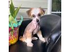 Chinese Crested Puppy for sale in Brooksville, FL, USA