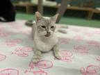 Adopt Newton a Siamese, Domestic Short Hair