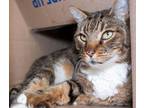 Adopt LOUIE a Domestic Short Hair