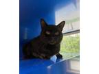 Adopt NORMAN a Domestic Short Hair