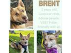 Adopt Brent a Siberian Husky