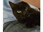 Adopt Pickle a Domestic Short Hair