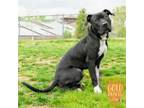 Adopt Gooby Doo a Pit Bull Terrier, Mixed Breed