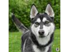 Adopt Silver a Siberian Husky, Mixed Breed