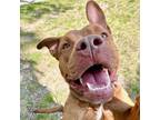 Adopt Isaac a American Staffordshire Terrier