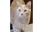 Adopt Poggle the Lesser @ Feeders - MLK/Jolly a Domestic Short Hair