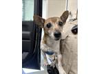 Adopt ROLLIE a Parson Russell Terrier, Mixed Breed