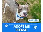 Adopt DJANGO a Pit Bull Terrier