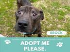 Adopt BROCK a Pit Bull Terrier
