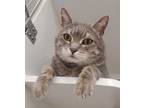 Adopt Curtis a Domestic Short Hair