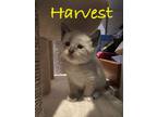 Adopt Harvest (yellow) a Domestic Short Hair
