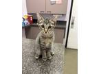 Adopt Robin a Domestic Short Hair