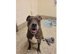 Adopt Taco a Pit Bull Terrier, Mixed Breed