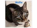Adopt Wolfie a Domestic Short Hair