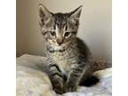 Adopt LoMein a Domestic Short Hair