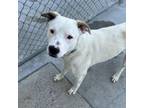 Adopt Moss a Cattle Dog, Mixed Breed