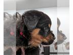 Rottweiler PUPPY FOR SALE ADN-788599 - AKC German Rottweilers puppies