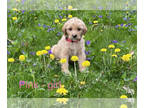 Double Doodle PUPPY FOR SALE ADN-788500 - AAs Litter