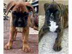Boxer PUPPY FOR SALE ADN-788448 - One male fawn and one female reverse brindle