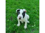 Adopt Derek D16161 a Labrador Retriever, Terrier