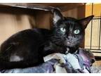 Adopt Toink a Domestic Short Hair