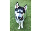 Adopt Blue a Husky, Mixed Breed