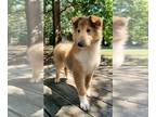 Collie PUPPY FOR SALE ADN-788634 - AKC Collie Puppies Ready Now