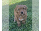Whoodle PUPPY FOR SALE ADN-788633 - F2 Whoodle puppies
