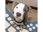 Adopt CORIANDER a Pit Bull Terrier, Mixed Breed