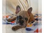 French Bulldog PUPPY FOR SALE ADN-788582 - Freckles Frenchie Baby