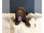Labrador Retriever PUPPY FOR SALE ADN-788528 - American Chocolate Labrador