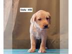 Labrador Retriever PUPPY FOR SALE ADN-788502 - AKC Lab Puppies