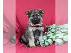 German Shepherd Dog PUPPY FOR SALE ADN-788622 - AKC German Shepherd Puppy