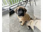 Mastiff PUPPY FOR SALE ADN-788613 - English Mastiff puppies