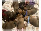 Boxer PUPPY FOR SALE ADN-788612 - Boxer litter