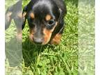 Dachshund PUPPY FOR SALE ADN-788604 - AKC Mini Male Dachshund