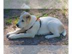 Central Asian Shepherd Dog PUPPY FOR SALE ADN-788600 - Central Asian Shepherd