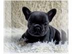 French Bulldog PUPPY FOR SALE ADN-788594 - FANTASTIC BLUE GIRL SMALL AND CUTE