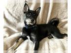 Shiba Inu PUPPY FOR SALE ADN-788579 - Sweet boy looking for his forever home