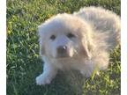 Great Pyrenees PUPPY FOR SALE ADN-788574 - Male Great Pyrenees Puppy