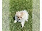 Pomeranian PUPPY FOR SALE ADN-788518 - AKC Parti Poms