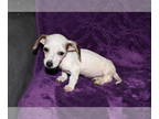 Dachshund PUPPY FOR SALE ADN-788517 - Dachshund Puppies
