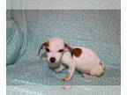 Dachshund PUPPY FOR SALE ADN-788516 - Dachshund Puppies