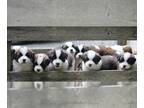 Saint Bernard PUPPY FOR SALE ADN-788503 - Saint Bernard Pups
