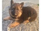 German Shepherd Dog PUPPY FOR SALE ADN-788496 - German Shepherd AKC