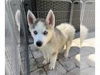 Siberian Husky PUPPY FOR SALE ADN-788490 - Whisp Girl