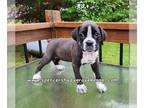 Boxer PUPPY FOR SALE ADN-788486 - Female Boxer puppies looking for new homes now