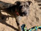 Adopt TOBY GREY a Welsh Terrier