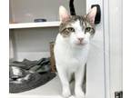 Adopt JIMBO a Domestic Short Hair