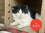 Adopt JINX a Domestic Short Hair